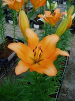 [1705 Lavendou VH No01.JPG]